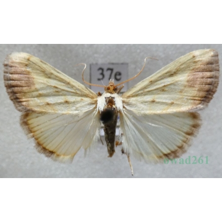 Evergestis extimalis (Scopoli, 1763) Czech37e